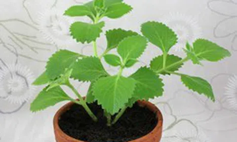 4 lý do vì sao nên trồng một bụi húng chanh gần bếp
