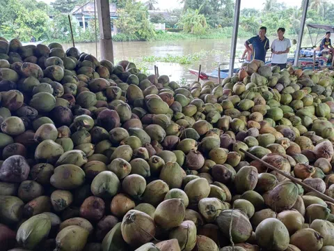 Dừa khô Thái Lan giá rẻ tìm đường đổ bộ sang Việt Nam