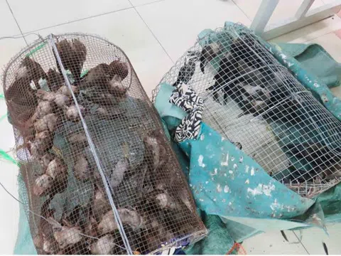 Cấp thiết bảo vệ đàn yến Việt Nam