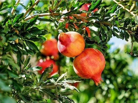 3 loại cây nên trồng trước cửa nhà dịp năm mới: “Hút” vận may, dùng làm thuốc