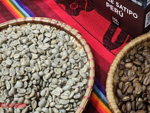 Giá cà phê hôm nay 11-1: Giảm, cà phê ngoại đổ về Việt Nam nhiều