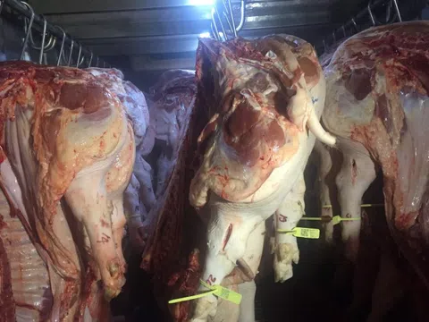 Giá heo hơi hôm nay, 19-1: Chợ đầu mối có giá mới