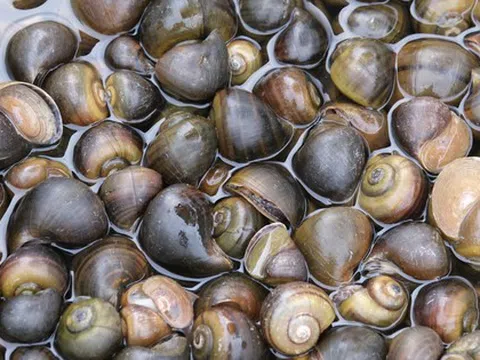 Ốc bươu ngâm “thủy tinh lỏng”, bác sĩ cảnh báo nóng