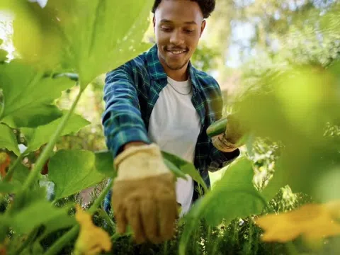 4 loại cây cần được gieo trồng ngay bây giờ