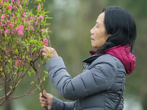 Miền Bắc trải qua mùa đông ấm hiếm thấy, Tết Nguyên đán ít rét đậm