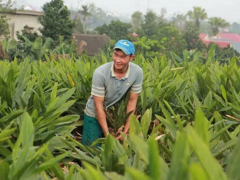 "Vàng xanh" giúp nông dân kiếm hàng trăm triệu đồng trên mỗi héc-ta