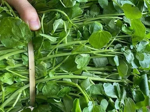 Loại rau "siêu phẩm thế giới", được Mỹ chấm điểm 100/100: Chợ Việt bán la liệt, 15.000đ/mớ