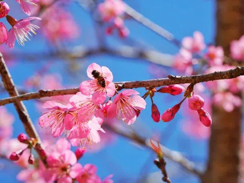 Mai anh đào nở rộ, Măng Đen "khoác áo" hồng dịp cuối năm