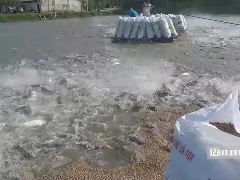 Giá cá tra lập đỉnh: Lợi nhuận “mơ ước” nhưng rủi ro chu kỳ cận kề