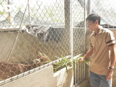 Nuôi loài thú ăn lá mít, cỏ dại mà tạo ra thứ "đại bổ", nông dân 9X thu về hơn 1 tỷ đồng/năm