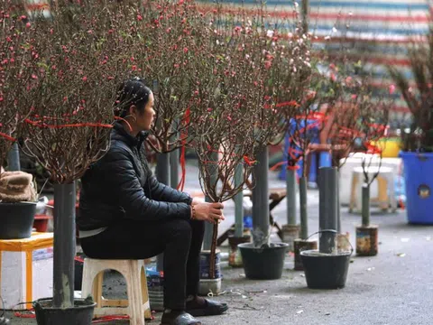 Đào, quất ế ẩm, tiểu thương đỏ mắt chờ "thượng đế"