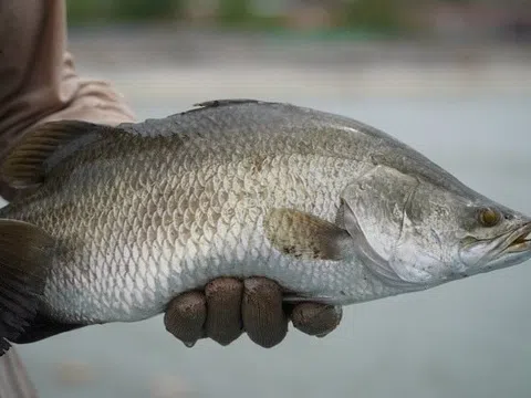 Bỏ nuôi tôm, lão nông miền Tây thu hàng trăm tỷ nhờ "thế thân" bằng loại cá nước lợ