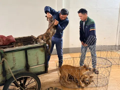 Vụ trộm 5.200 con chó, thu lợi bất chính 2,6 tỉ đồng: Khởi tố, tạm giam 6 đối tượng