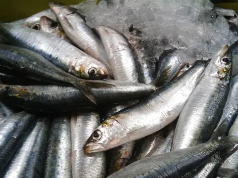 Đột quỵ rất “sợ” loại cá này, người Việt đang ăn rất nhiều mà chưa hề nhận ra