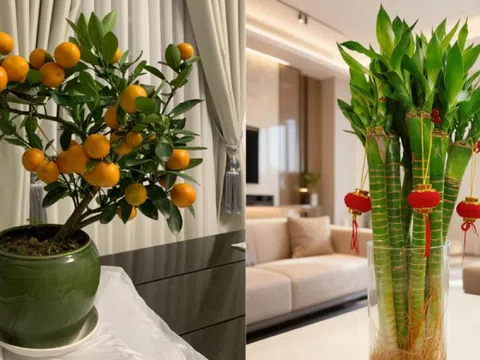 5 loại cây hút sạch độc tố, mời gọi tài lộc: Chưng trong nhà cực tốt