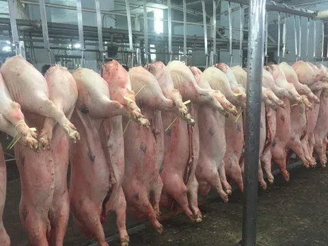 Giá heo hơi hôm nay, 13-2: Diễn biến lạ tại chợ đầu mối