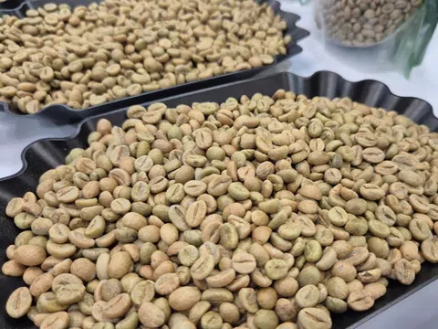 Giá cà phê hôm nay 20-2: Lại giảm bất ngờ