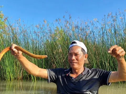 Tò mò nghề 'cắm câu bắt lịch' ở Cà Mau