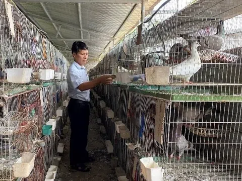 Người đàn ông Nghệ An thu 1,4 tỷ đồng/năm từ loài chim "nhàn hạ", nhiều chất bổ