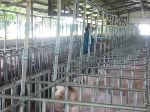 Giá heo hơi hôm nay, 6-3: Khu vực phía Bắc giảm mạnh còn 60.000 đồng/kg