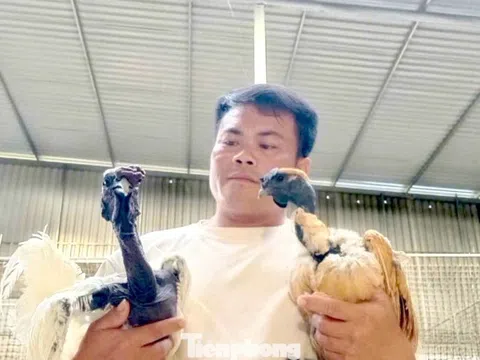 Người đàn ông kiếm bộn tiền từ gà 'mặt quỷ'