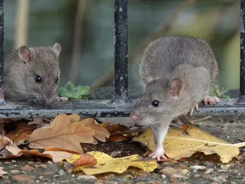 8 “thủ phạm” lôi kéo chuột vào nhà mùa xuân này: Sửa ngay còn kịp!