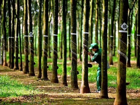 Cao su Hòa Bình giải trình việc cổ phiếu HRC tăng trần 5 phiên liên tiếp