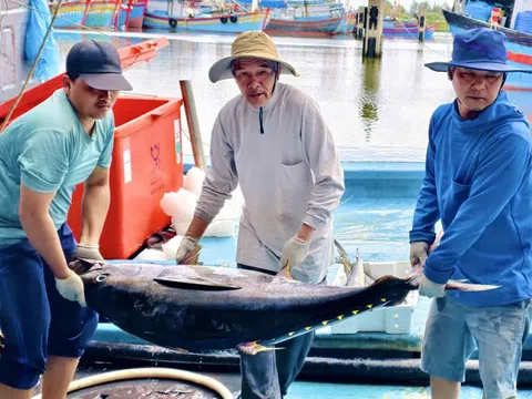 Giá dầu tăng, cá mất giá, nhiều tàu cá Quảng Ngãi cân nhắc chuyến ra khơi