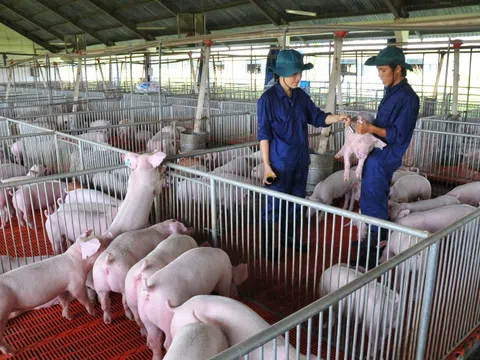 Giá heo hơi hôm nay, 11-3: Tiếp tục giảm mạnh tại các vùng miền