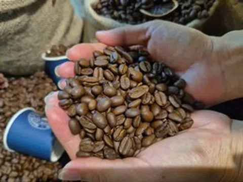 Giá cà phê hôm nay 12-3: Bốc hơi 3 con số bất chấp Brazil xuất khẩu giảm gần 23%