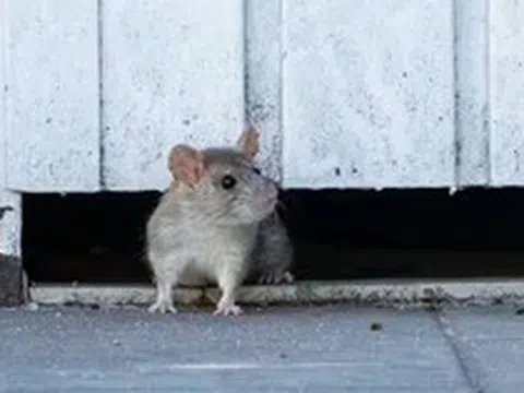 Vứt thứ này ra vườn, chuột tự nhiên "tránh xa ba mét", cây cối được “yên thân”