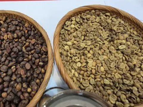 Giá cà phê hôm nay 16-3: Có bật tăng trở lại?
