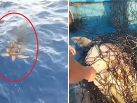 Rùa mắc lưới bơi đến thuyền cầu cứu, clip hút hơn 16 triệu lượt xem: Người quay tiết lộ thông tin