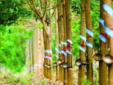 Một doanh nghiệp đặt mục tiêu lợi nhuận năm 2026 tăng hơn 150% so với năm trước nhờ khoản tiền đền bù từ công ty thành viên của THACO