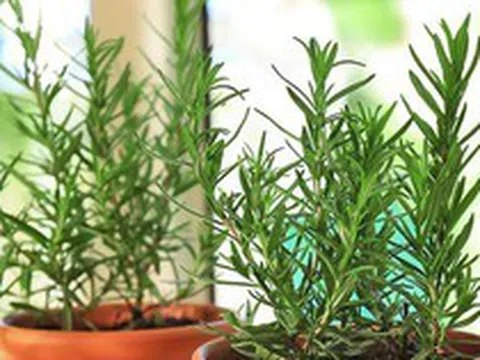 3 loại cây nên trồng trong nhà, đuổi muỗi hiệu quả, thơm phòng