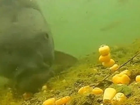 Cá chưa bao giờ lên bờ, làm sao chúng biết hạt ngô có thể ăn được?