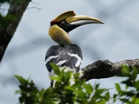 Bất ngờ ghi nhận "báu vật hồng hoàng" lần đầu xuất hiện tại VQG Chư Mom Ray: Được bảo vệ nghiêm ngặt