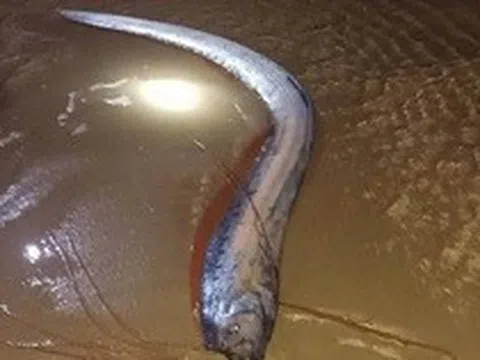 Hiện tượng hiếm: 4 con cá mái chèo dạt vào bờ biển tỉnh Lâm Đồng trong vài ngày