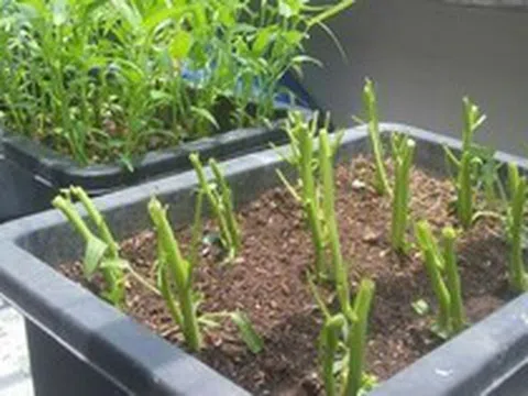 3 loại rau nên trồng ngay bây giờ: Sống khỏe, 20 ngày có rau sạch ăn liền