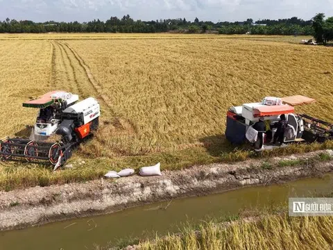 Nỗi lo “trúng mùa, hụt lãi” của nông dân vụ Đông Xuân