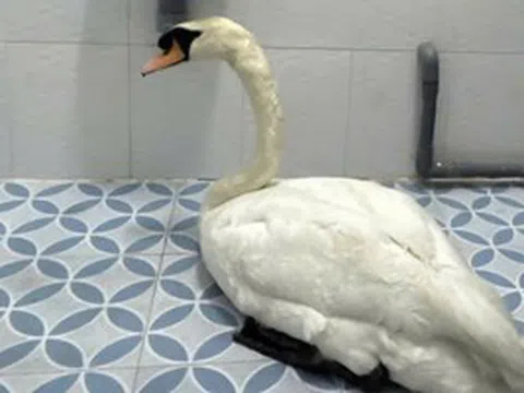 Đã khởi tố người trộm thiên nga trắng ở Thảo Cầm Viên