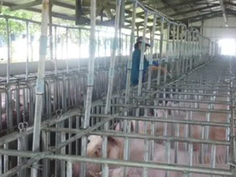 Giá heo hơi hôm nay, 4-4: Bắt đầu tăng giá ở khu vực miền Bắc