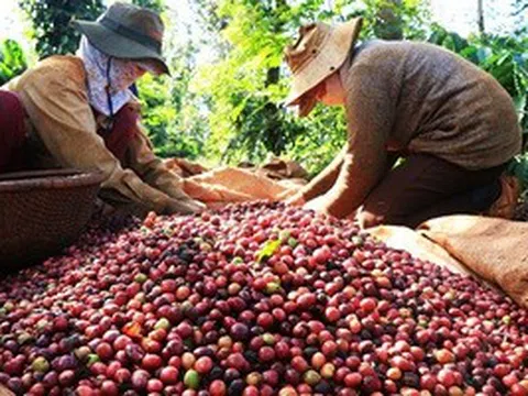 Cà phê Việt bán khắp châu Âu, vì sao người tiêu dùng không biết?