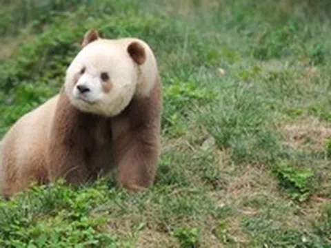 Bí ẩn về Thất Tử: Chú gấu trúc sở hữu bộ lông màu sô-cô-la độc nhất vô nhị trên thế giới