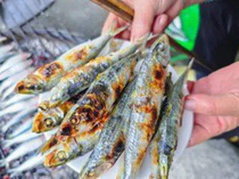 Loại cá nhiều omega-3 hơn cá hồi, được Mỹ đánh giá tốt bậc nhất thế giới: Ngư dân Việt coi là “lộc biển”