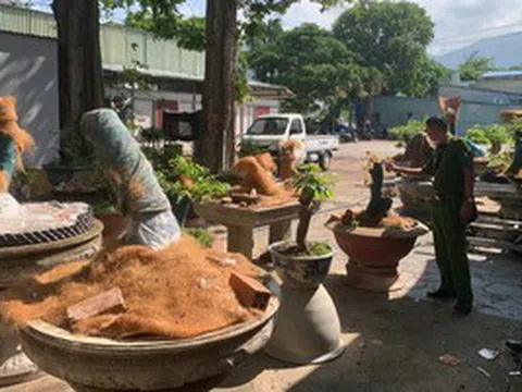 Trồng trong trụ sở cũ của đồn biên phòng, vì sao 42 cây mai kiểng vẫn bị tịch thu?