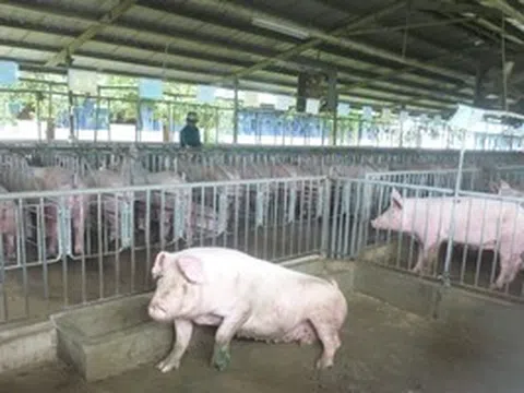 Giá heo hơi hôm nay, 14-4: Bật tăng ở chợ đầu mối