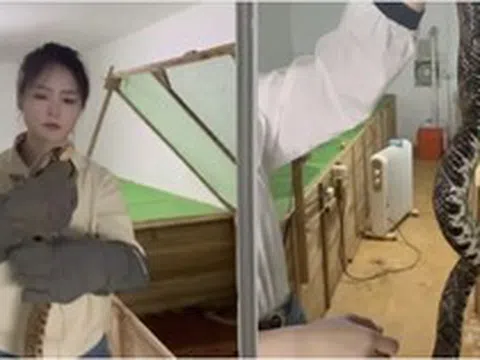 Bỏ phố về quê, cô gái 9x nuôi 60.000 con rắn: Doanh thu khiến nhiều người bất ngờ