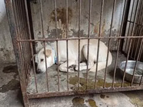 Dân mạng cảnh báo kẻ xấu dùng AI ghép ảnh chó mèo lạc để đòi tiền chuộc