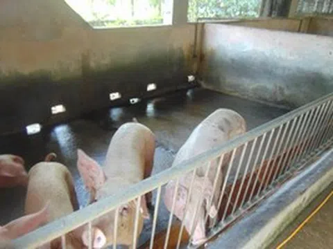 Giá heo hơi hôm nay, 21-4: Hộ nuôi tăng giá do tác động chính sách thuế mới